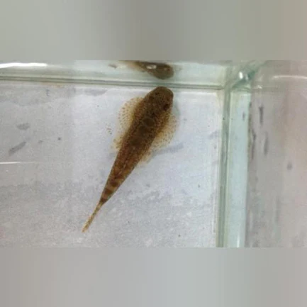 10-2-1.webp Hillstream Loach