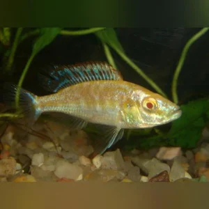 10-2.webp Compressiceps Cichlid Albino
