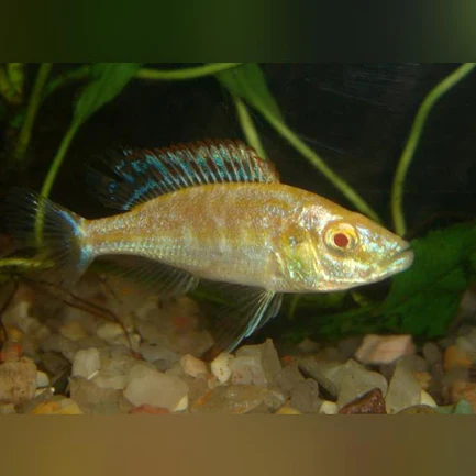 10-2.webp Compressiceps Cichlid Albino
