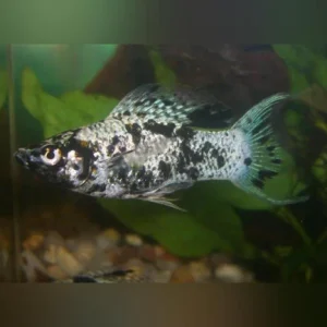 10-3.webp Dalmation Lyre Molly