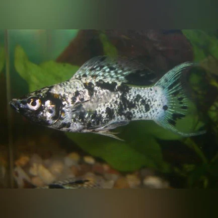 10-3.webp Dalmation Lyre Molly