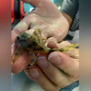 10-5.webp L-121 Worm Line Pleco