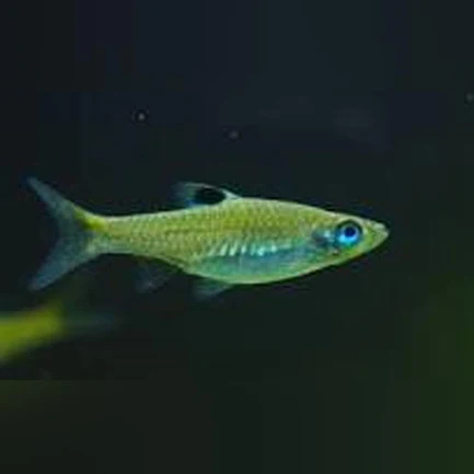 10-6.webp Emerald Eye Rasbora