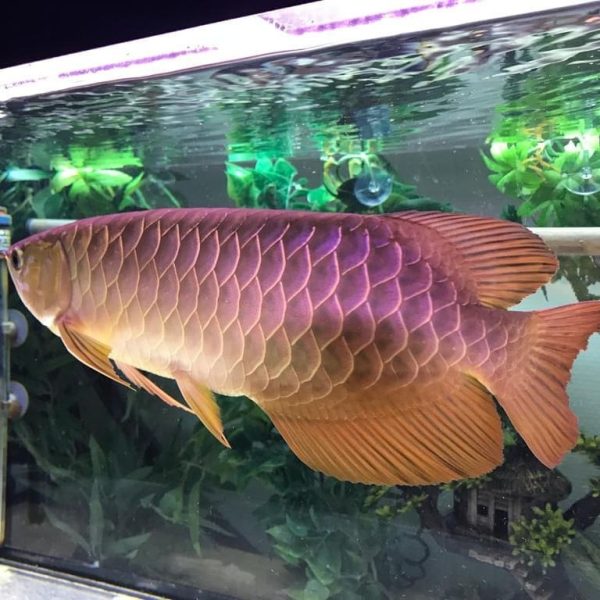 10.jpg Cross Back Golden Arowana