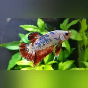 10-7.webp Galaxy Betta