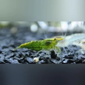 10-8-1.webp Jade Green Shrimp