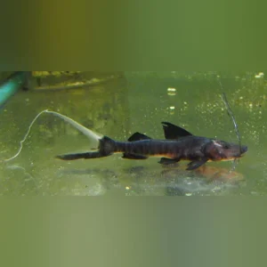 100.webp False Tigrinis Catfish