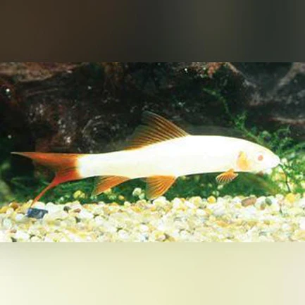 101-1.webp Albino Rainbow Shark
