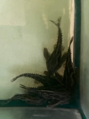 101.webp Irwini Giant Talking Catfish