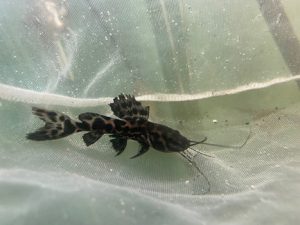 L-47 Mango Pleco
