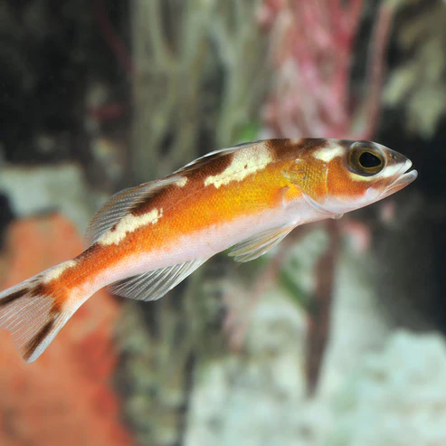 107800L.webp Tobacco Basslet