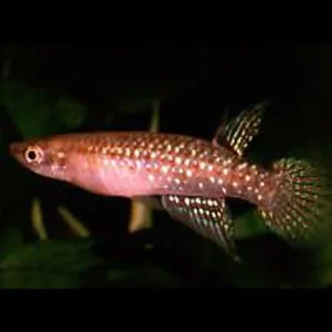 11-1-1.webp Jeweled Panchax