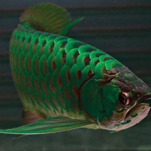 11-1.jpg Green Arowana For Sale