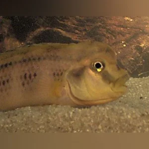 11-1.webp Buffalo Head Cichlid