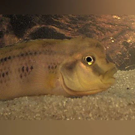 11-1.webp Buffalo Head Cichlid