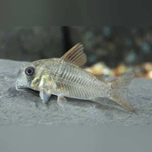 Cory Concolor Venezuela