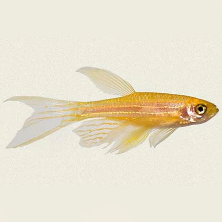 11-12.webp Gold Long Fin Danio
