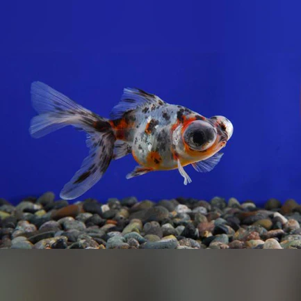 11-14.webp Calico Telescope Head Goldfish