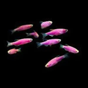 11-15.webp Galactic Purple Glo Danio