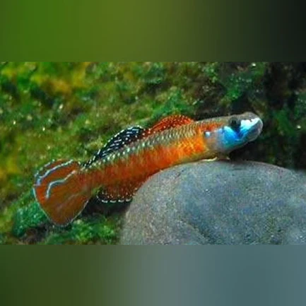 11-16.webp Neon Red Stiphodon Goby