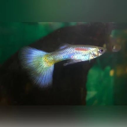 11-18.webp Blue Delta Guppy (Pair)