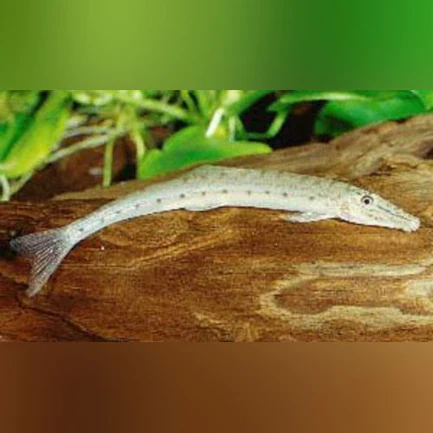 11-3.webp Horseface Loach