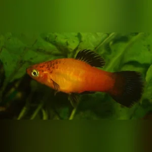 11-5-1.webp Marigold Wag Platy