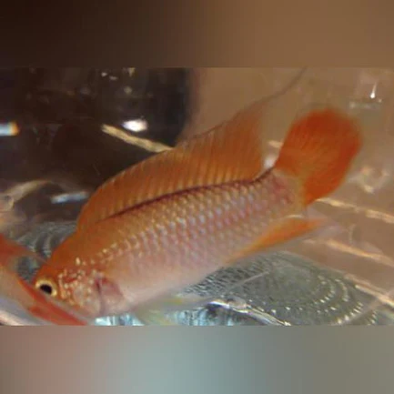 11-5.webp Apistogramma Agassizi Orange Laser (Pair)