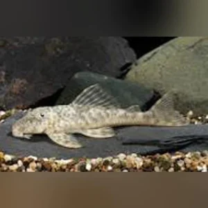 11-6-1.webp L-127 Columbian False Zebra Pleco