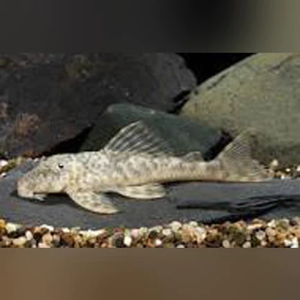 11-6-1.webp L-127 Columbian False Zebra Pleco