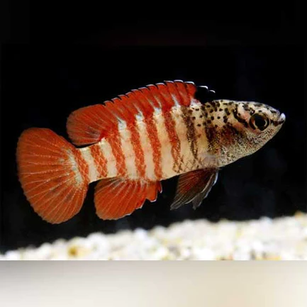 11-6.webp Black Tiger Dario