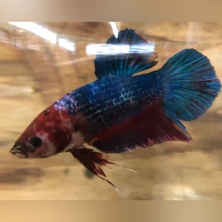 11-8.webp Giant Betta Plakat