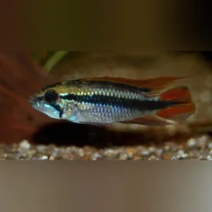 11-9-1.webp Apistogramma Agassizi Dwarf Blue Peruvian