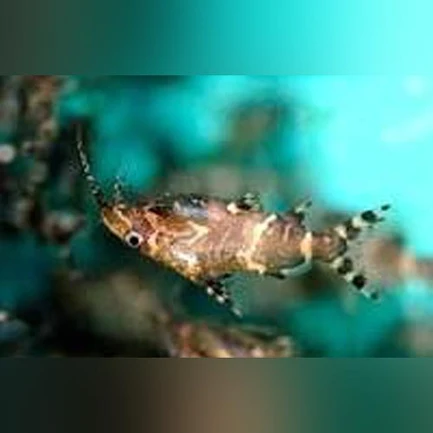 11-9.webp Upside Down Catfish