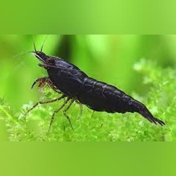 11.jpg Black Knight Shrimp
