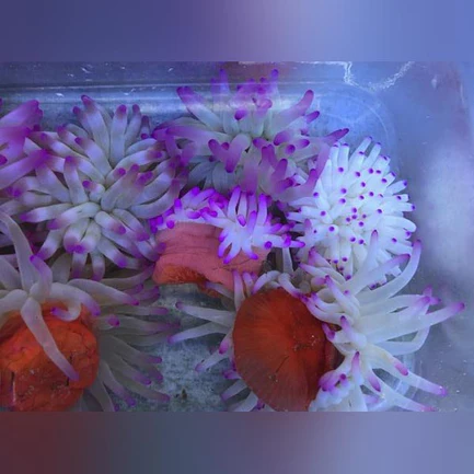 11.webp Condy Anemone