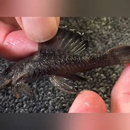 111.webp L-183 Starlight Bristlenose Pleco