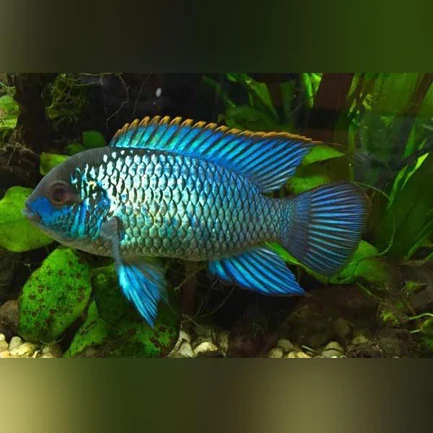 116-2.webp Electric Blue Acara Cichlid