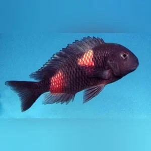 Bulu Point Tropheus