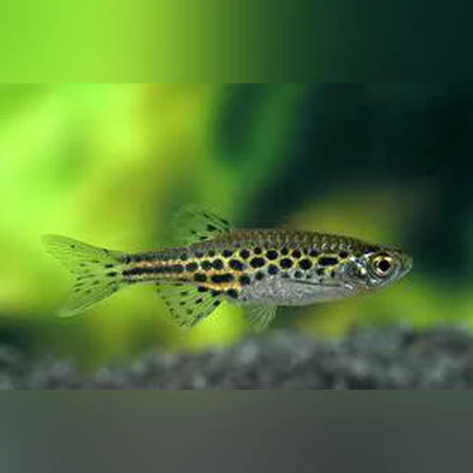 12-12.webp Gold Ring Danio