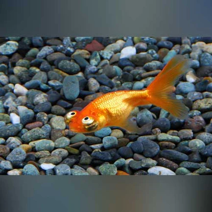 12-14.webp Celestial Eye Goldfish