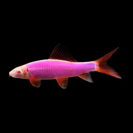 12-15.webp Galactic Purple Glofish Shark
