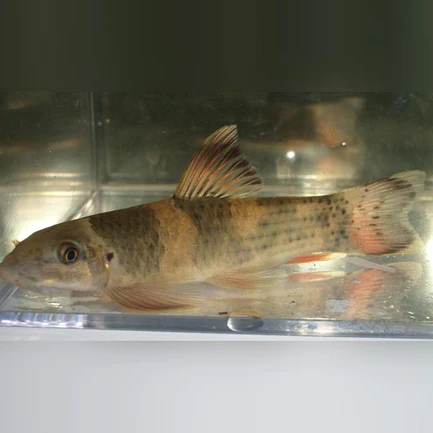 12-16.webp Panda Garra