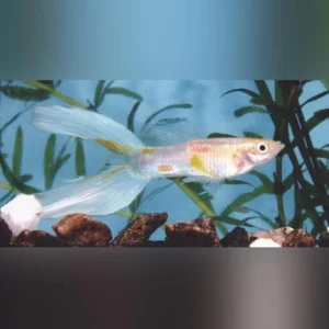 12-18.webp Blue Lyretail Guppy (Pair)