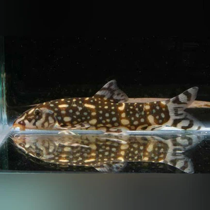 12-2-1.webp Kubotai Loach