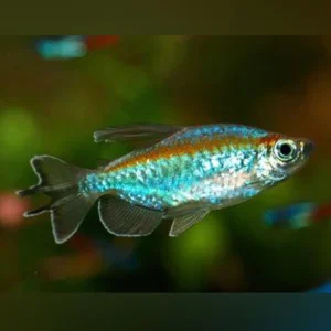 12-2.webp Congo Tetra (Lot of 4)