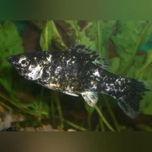 12-3.webp Dalmation Molly