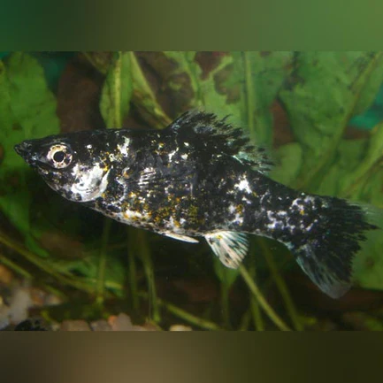 12-3.webp Dalmation Molly