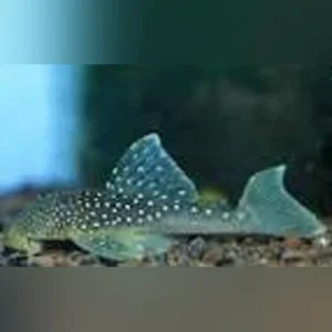 12-5.webp L-128 Blue Phantom Pleco