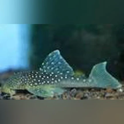 12-5.webp L-128 Blue Phantom Pleco